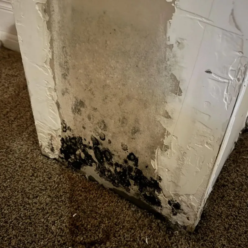 Professional Mold Removal in Chariton County, MO